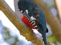 A10A0775Cuban_Trogon