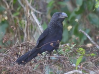 A10A0793Smooth-billed_Ani