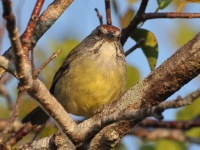A10A9879Zapata_Sparrow