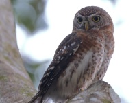 A10A1177Cuban_Pygmy_Owl