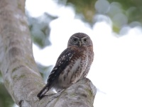 A10A1180Cuban_Pygmy_Owl