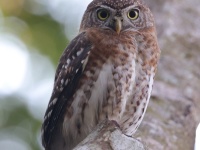 A10A1199Cuban_Pygmy_Owl