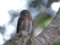 A10A1245Cuban_Pygmy_Owl