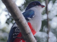 A10A1257Cuban_Trogon