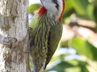 A10A1316Cuban_Green_Woodpecker