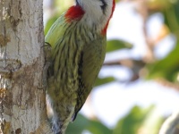 A10A1323Cuban_Green_Woodpecker