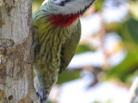 A10A1362Cuban_Green_Woodpecker