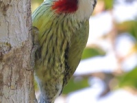 A10A1371Cuban_Green_Woodpecker