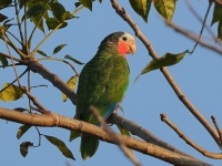 A10A1485Cuban_Parrot