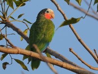 A10A1494Cuban_Parrot