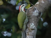 A10A1501Cuban_Green_Woodpecker