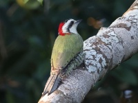 A10A1517Cuban_Green_Woodpecker