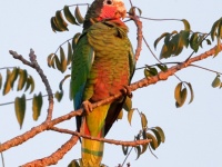 A10A1561Cuban_Parrot