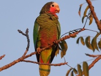 A10A1574Cuban_Parrot