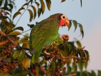 A10A1578Cuban_Parrot