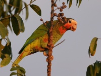 A10A1595Cuban_Parrot