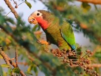 A10A1606Cuban_Parrot