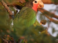 A10A1620Cuban_Parrot