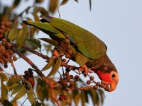 A10A1626Cuban_Parrot