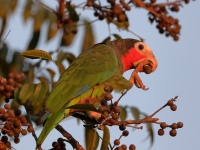 A10A1627Cuban_Parrot