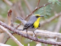 A10A4185Olive-capped_Warbler