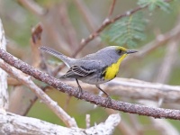 A10A4188Olive-capped_Warbler
