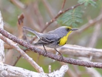 A10A4188Olive-capped_Warbler