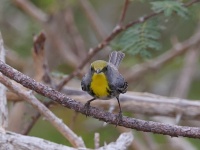 A10A4192Olive-capped_Warbler