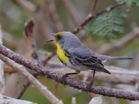 A10A4204Olive-capped_Warbler