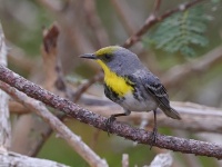 A10A4209Olive-capped_Warbler