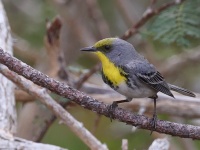 A10A4211Olive-capped_Warbler