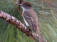 A10A4236La_Sagras_Flycatcher