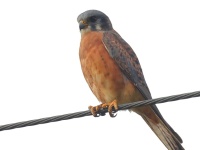 A10A4294American_Kestrel_Red_Morph_Cuba