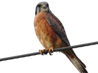 A10A4297American_Kestrel_Red_Morph_Cuba