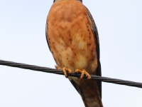 A10A4314American_Kestrel_Red_Morph_Cuba