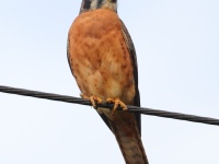 A10A4318American_Kestrel_Red_Morph_Cuba