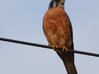 A10A4325American_Kestrel_Red_Morph_Cuba