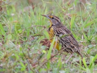 A10A4342Eastern_Meadowlark_Cuban