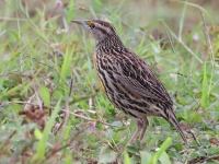 A10A4347Eastern_Meadowlark_Cuban