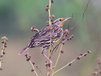 A10A4357Eastern_meadowlark_Cuban