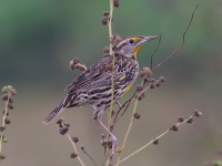 A10A4361Eastern_Meadowlark_Cuban