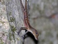 A10A4365West_Cuban_Cliff_Anole