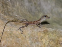 A10A4372Western_Cuban_Cliff_Anole