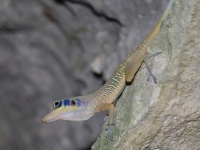 A10A4375Western_Cuban_Cliff_Anole