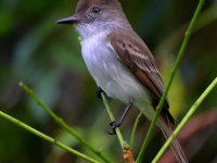 A10A4384La-Sagras_Flycatcher