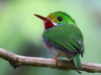 A10A4403Cuban_Tody