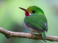 A10A4407Cuban_Tody