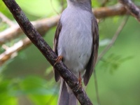 A10A4430Cuban_Solitaire