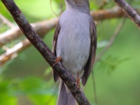 A10A4433Cuban_Solitaire