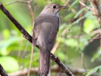 A10A4502Cuban_Solitaire